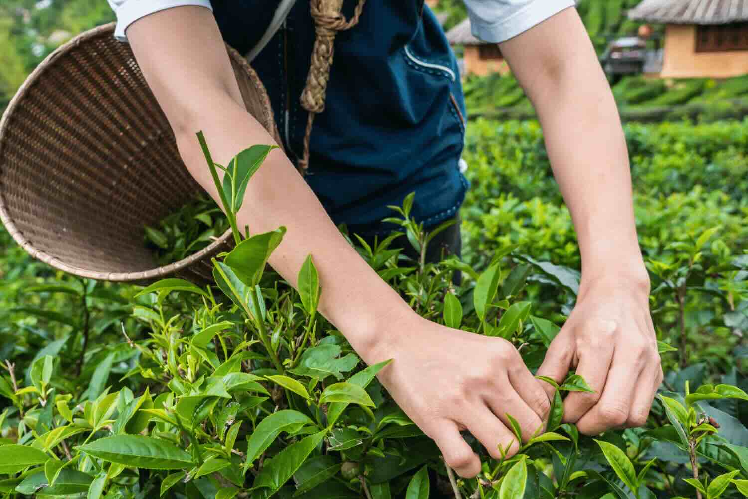 erbe e spezie per produzione gin e amari